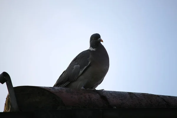 Pombo Escapou Para Natureza — Fotografia de Stock