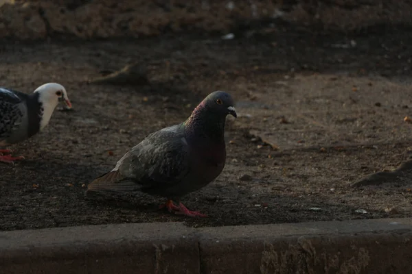 Pigeon Échappé Dans Nature — Photo