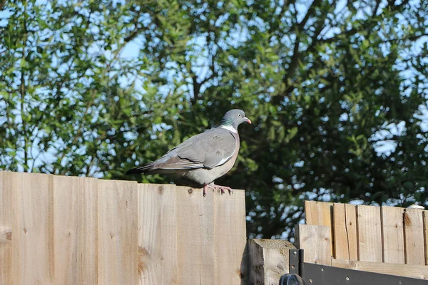 Pombo Escapou Para Natureza — Fotografia de Stock