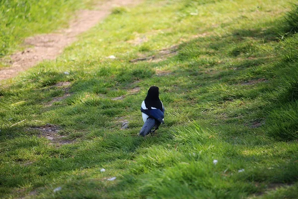 Songbirds Brincando Natureza — Fotografia de Stock