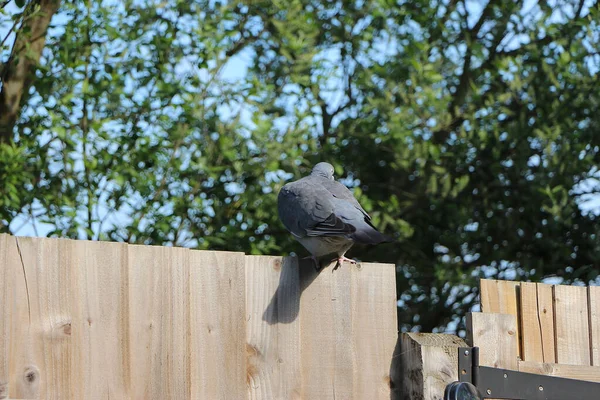 Pigeon Escaped Wild — Stock Photo, Image
