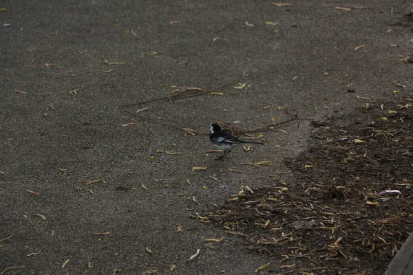 Songbirds Brincando Natureza — Fotografia de Stock