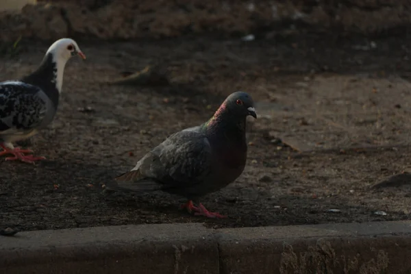 Pigeon Escaped Wild — Stock Photo, Image