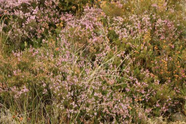 Heather İskoçya vadisinde 
