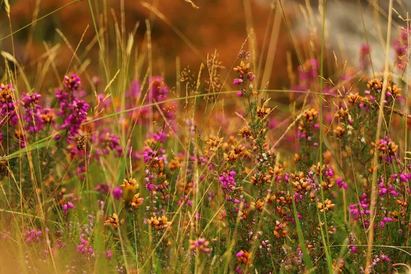 Heather Nos Vales Escócia — Fotografia de Stock