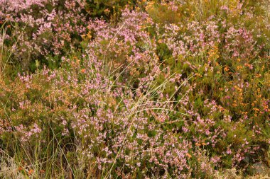 Heather İskoçya vadisinde 