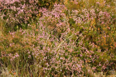 Heather İskoçya vadisinde 