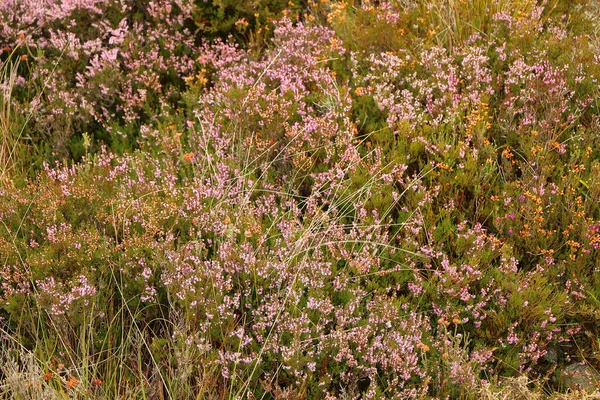 Heather Las Cañadas Escocia —  Fotos de Stock