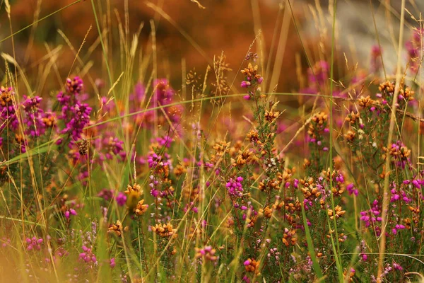 Heather Las Cañadas Escocia —  Fotos de Stock