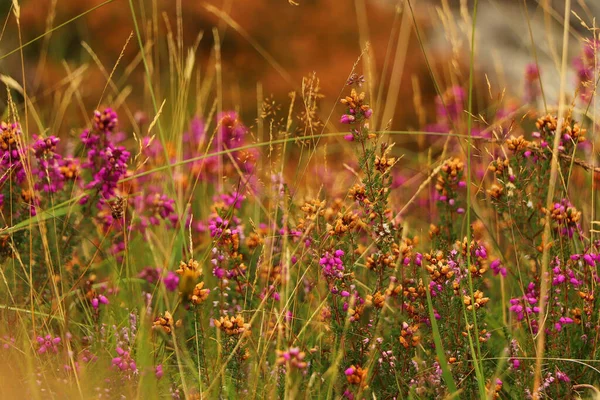 Heather İskoçya vadisinde 