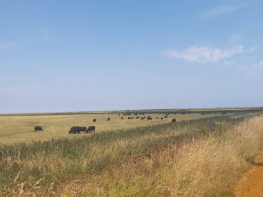 Kuzey Norfolk 'un bataklıklarına ve tarlalarına bakın.