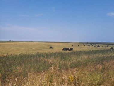 Kuzey Norfolk 'un bataklıklarına ve tarlalarına bakın.