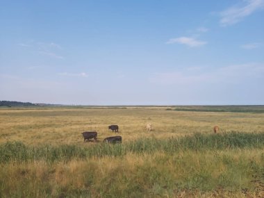 Kuzey Norfolk 'un bataklıklarına ve tarlalarına bakın.