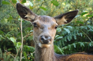 İskoçya 'da Kartal Beyni etrafında geyik