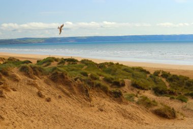 Saunton kum tepelerinin derinliklerinden çekilmiş.