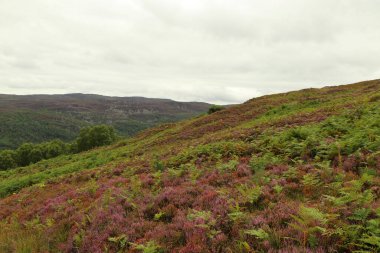 Heather İskoçya vadisinde 