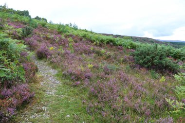 Heather İskoçya vadisinde 