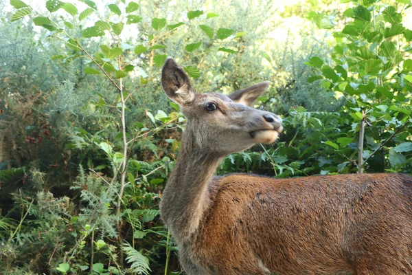 Cerfs Autour Eagle Brae Écosse — Photo