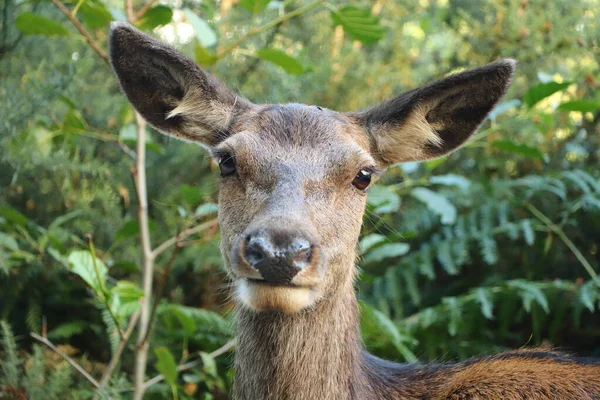 Cerfs Autour Eagle Brae Écosse — Photo