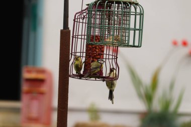  Kuşlar Exmoor 'da bir masada ziyafet çekiyor.