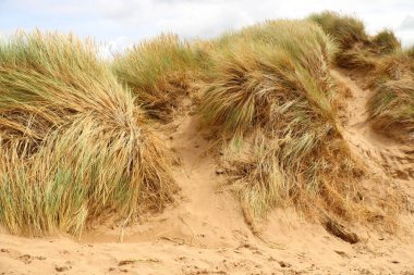 Saunton kum tepelerinin derinliklerinden çekilmiş.