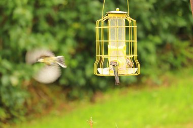  Kuşlar Exmoor 'da bir masada ziyafet çekiyor.