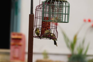  Kuşlar Exmoor 'da bir masada ziyafet çekiyor.