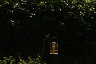 Bluetit, Exmoor 'daki bir kuş yemliğinde tohumları gagalıyor.