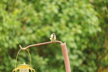  Kuşlar Exmoor 'da bir masada ziyafet çekiyor.