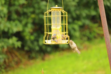  Kuşlar Exmoor 'da bir masada ziyafet çekiyor.