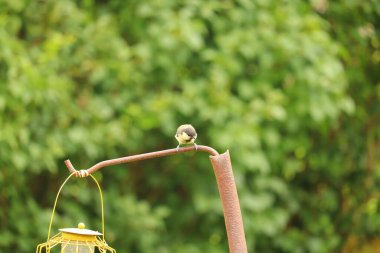  Kuşlar Exmoor 'da bir masada ziyafet çekiyor.
