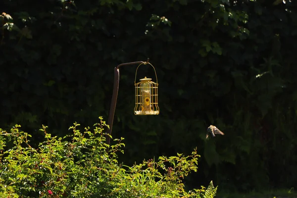 Bluetit Bicando Sementes Alimentador Aves Exmoor — Fotografia de Stock