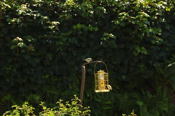 Bluetit Bicando Sementes Alimentador Aves Exmoor — Fotografia de Stock