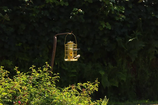 Bluetit Bicando Sementes Alimentador Aves Exmoor — Fotografia de Stock