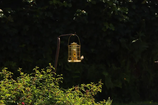 Bluetit Bicando Sementes Alimentador Aves Exmoor — Fotografia de Stock