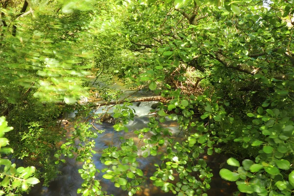 Ποταμός Heddon Ρέει Μέσα Από Την Κοιλάδα Και Πάνω Από — Φωτογραφία Αρχείου