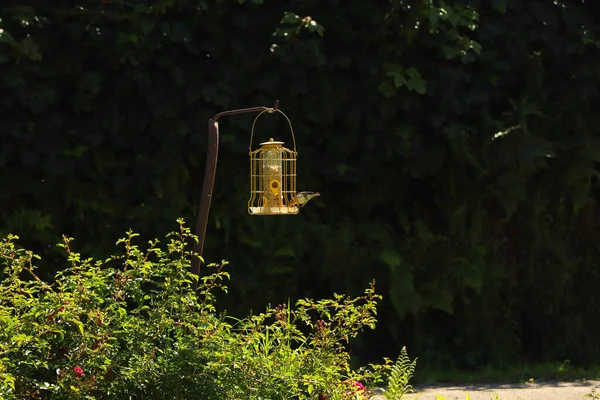 Bluetit Bicando Sementes Alimentador Aves Exmoor — Fotografia de Stock