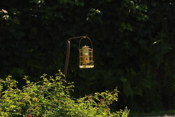 Bluetit Bicando Sementes Alimentador Aves Exmoor — Fotografia de Stock