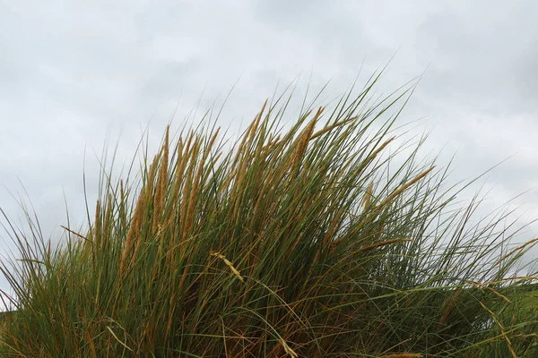 Tiro Profundidade Dentro Dunas Areia Saunton — Fotografia de Stock