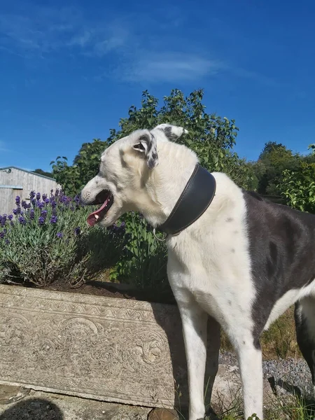 Energetic dog panting under the summer heat