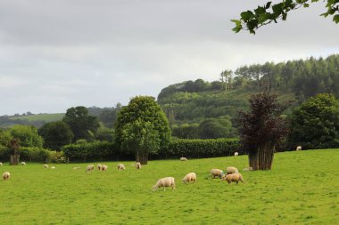 Restormel Malikanesi 'nin arazilerinde koyun
