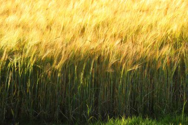 Restormel Malikânesi sınırları içindeki mısır tarlaları