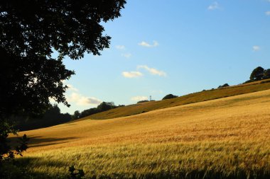 Restormel Malikânesi sınırları içindeki mısır tarlaları