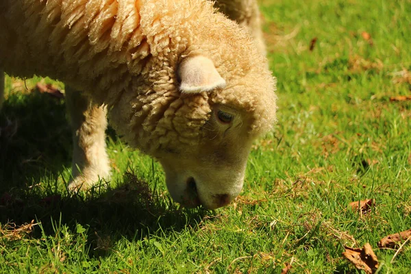 在Restormel庄园里的羊 — 图库照片