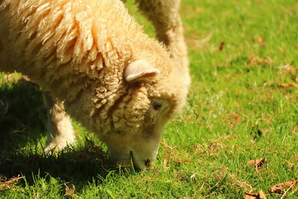 Moutons Dans Domaine Manoir Restormel — Photo