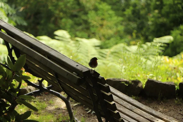 Robin Red Breast Trelissick Bahçeleri Ulusal Vakıf Arazisinde Çöpleri Karıştırıyor — Stok fotoğraf