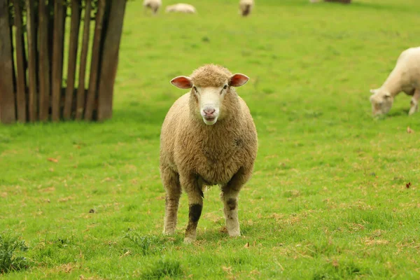 Moutons Dans Domaine Manoir Restormel — Photo