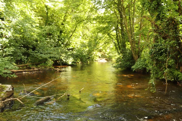 Clear Waters Cornish Stream Showing Muddy Brown Stones — Stock Photo, Image