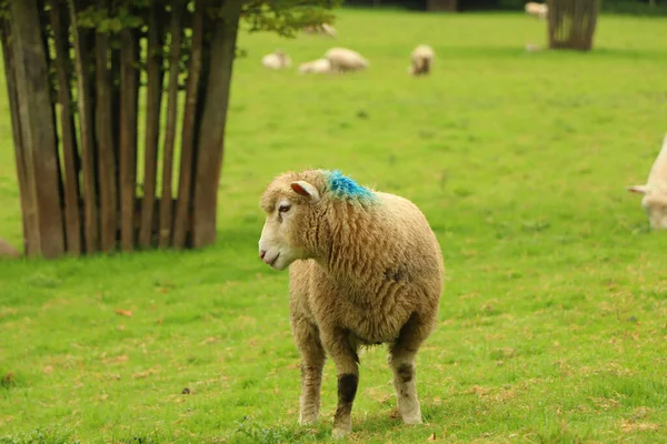 Owce Polu Dworu Restormel — Zdjęcie stockowe