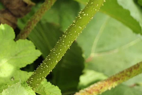 Flora Und Miniaturfauna Den Gärten Von Trelissick Süden Cornwalls Fluss — Stockfoto